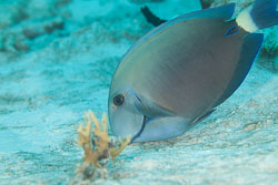Surgeonfishes